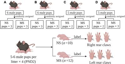 Maternal Separation Induced Visceral Hypersensitivity Evaluated via Novel and Small Size Distention Balloon in Post-weaning Mice